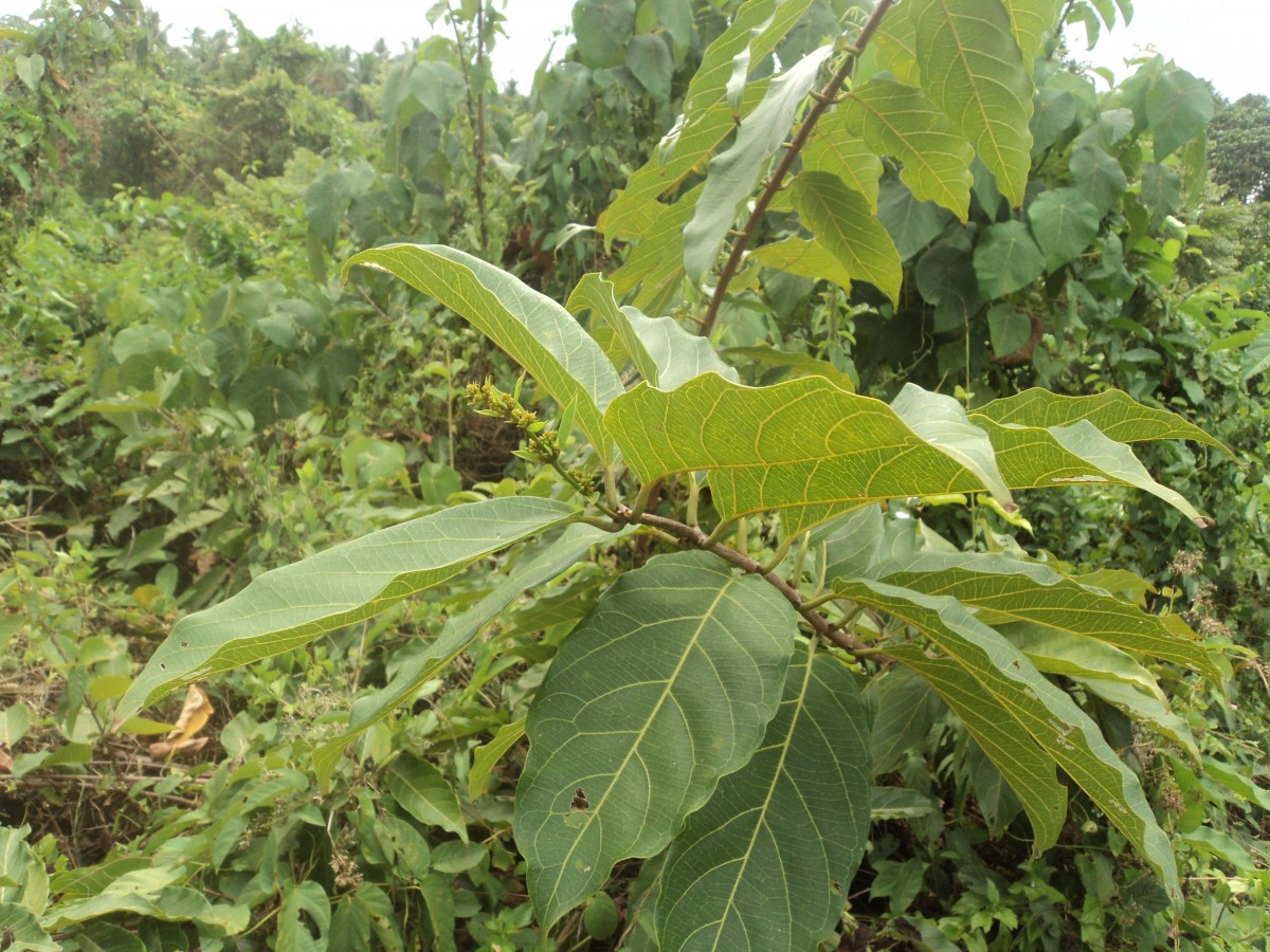 Combretum paniculatum Vent.